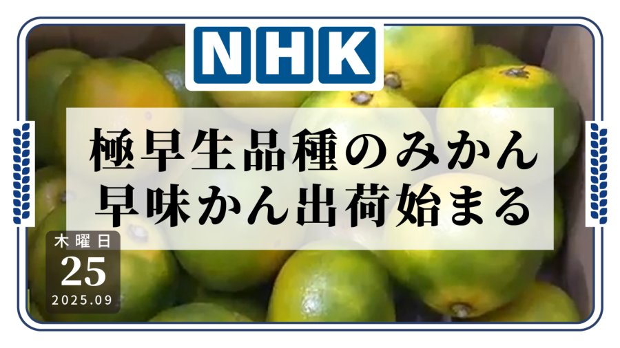 「极早熟柑橘开始上市」-MOJi辞書