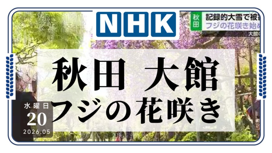 穿越大雪，尽情盛开！秋田县大馆市紫藤树开始绽放出花朵