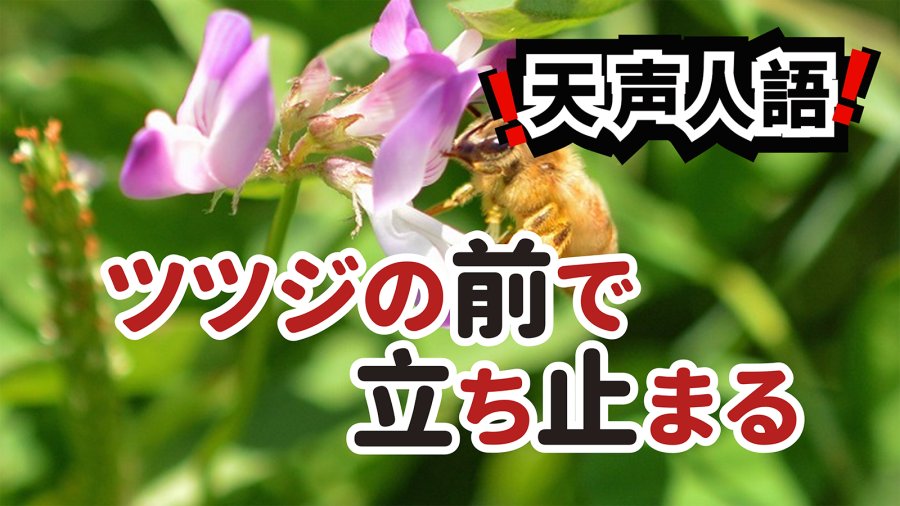 日语阅读 - 动人自然戏剧能否永存？ | 昆虫数量锐减引人忧 - MOJi辞書