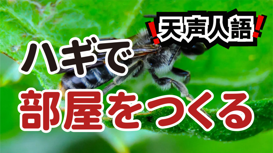 日语阅读 - 严谨规整的切叶峰巢穴 | 自然建筑师的叶雕艺术 - MOJi辞書