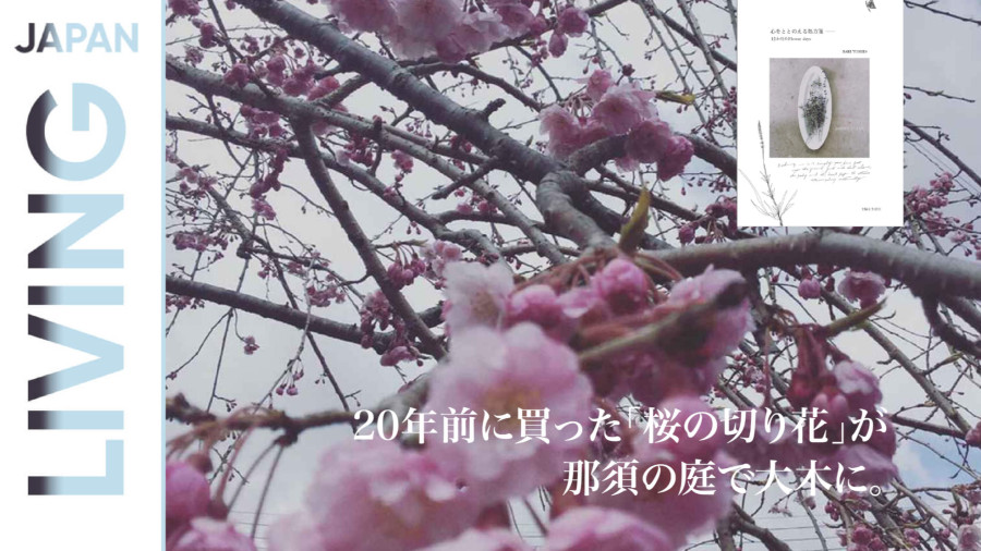 日语阅读 - 顺应自然律动的处方 : 在冬春之交的碎雪樱花中，寻回内心的平静 - MOJi辞書