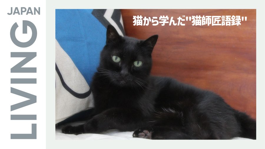 日语阅读 - 猫师傅语录：能从它们身上学到不少哲理 - MOJi辞書