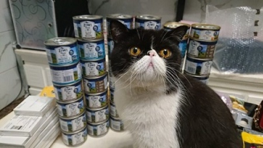 日语阅读 - 【汉字之森】与“猫”有关的日语表达 - MOJi辞書