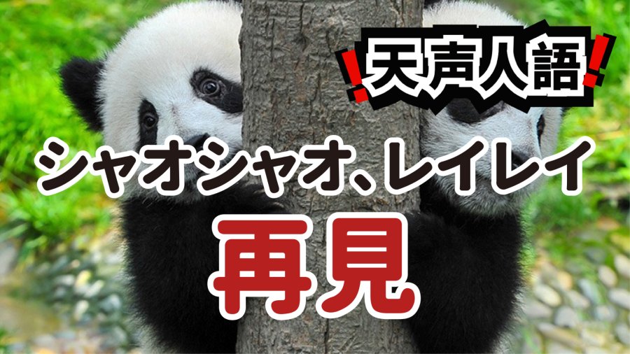 日语阅读 - 熊猫的告别日 | 从康康到晓晓，一场跨越54年的国民记忆 - MOJi辞書