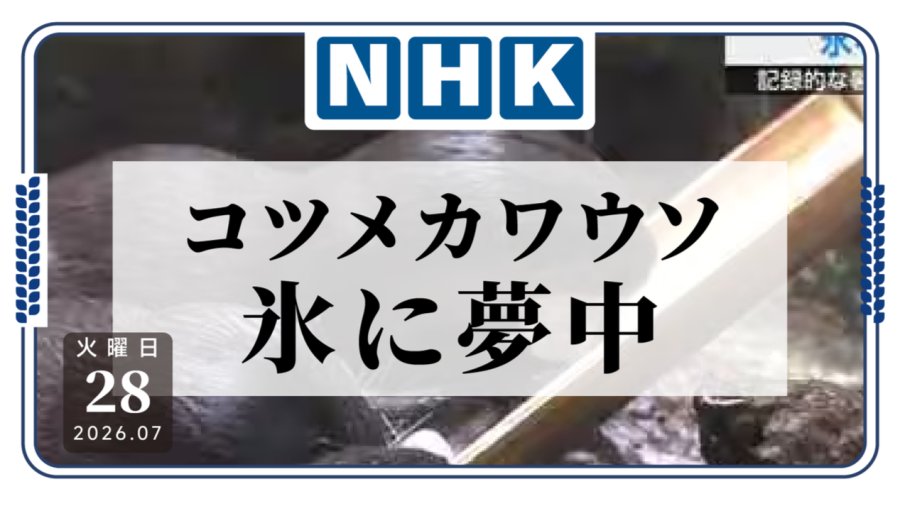 「40℃酷暑来袭，小爪水獭收到冰块礼物，开启夏日清凉模式」-MOJi辞書