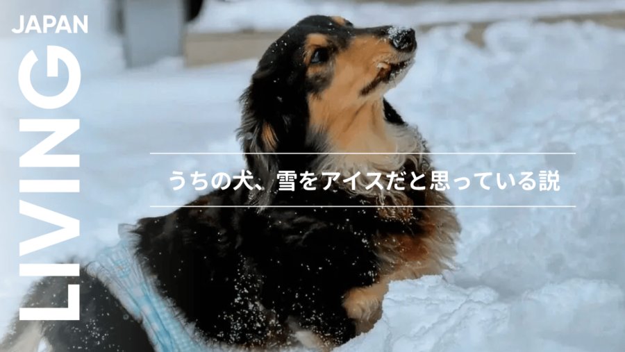 日语阅读 - 我家狗子把雪当成冰淇淋吃这件事。 - MOJi辞書