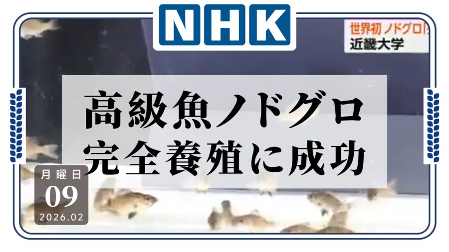 日语阅读 - 又让你赢了是吧？近畿大学搞定了“最难养的高级鱼” - MOJi辞書