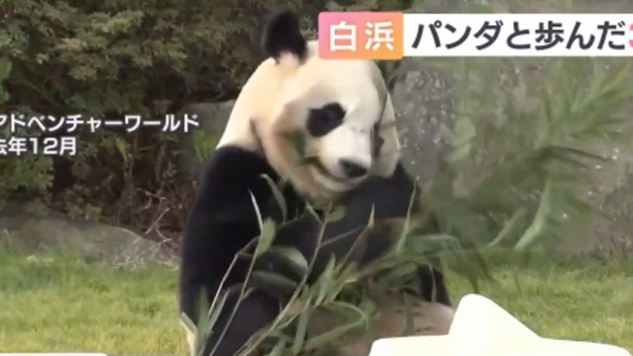 「熊猫走了我们要怎么办啊😭白浜町旅游招牌中国大熊猫即将归国：旅游业或受重创」-MOJi辞書