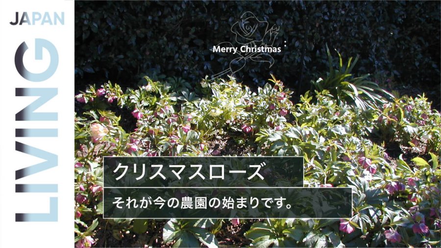 日语阅读 - 不在圣诞季盛开的圣诞玫瑰 - MOJi辞書