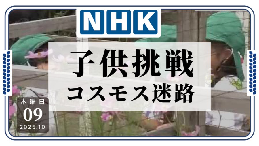 「敢来试试吗？奈良樱井寺院内现波斯菊迷宫」-MOJi辞書