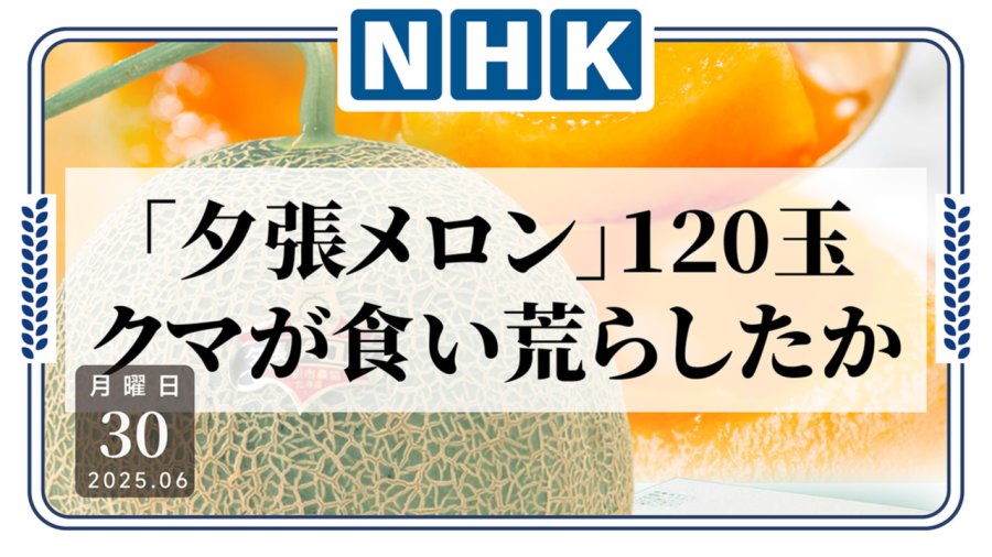 「吃瓜自由？上百颗北海道精品蜜瓜遭黑熊“光顾”」-MOJi辞書