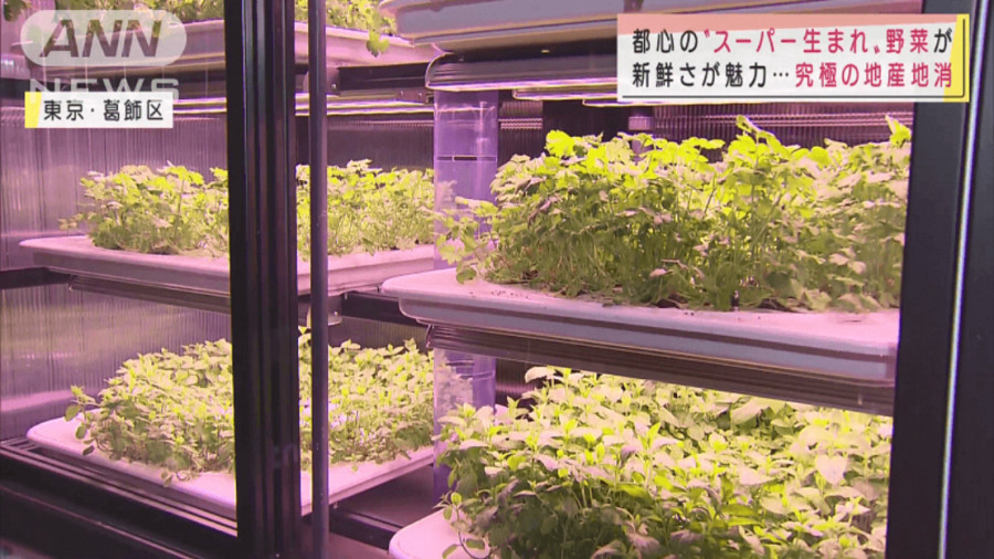 日语阅读 - 超市内竟能种菜自产自销！极致鲜度等优势受到市场青睐 - MOJi辞書