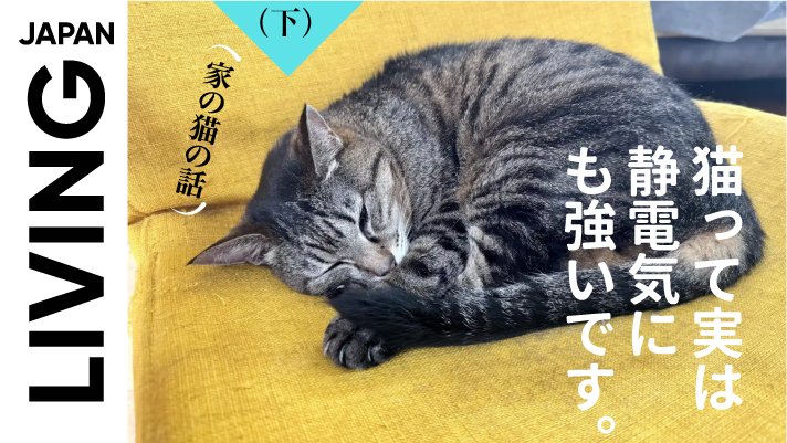 日语阅读 - （后篇）咱家的猫·再续 | 冬日里的“静电狂魔”，猫主子为何能面不改色？ - MOJi辞書
