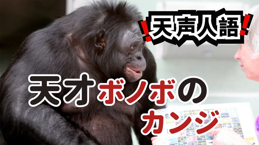 日语阅读 - 天才倭黑猩猩坎兹逝世 | 被赋予心灵的绝非只有人类 - MOJi辞書