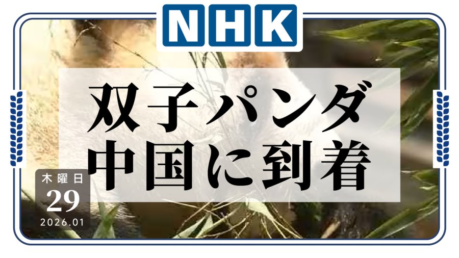 日语阅读 - 晓晓和蕾蕾回家啦！双胞胎大熊猫平安抵达四川 - MOJi辞書