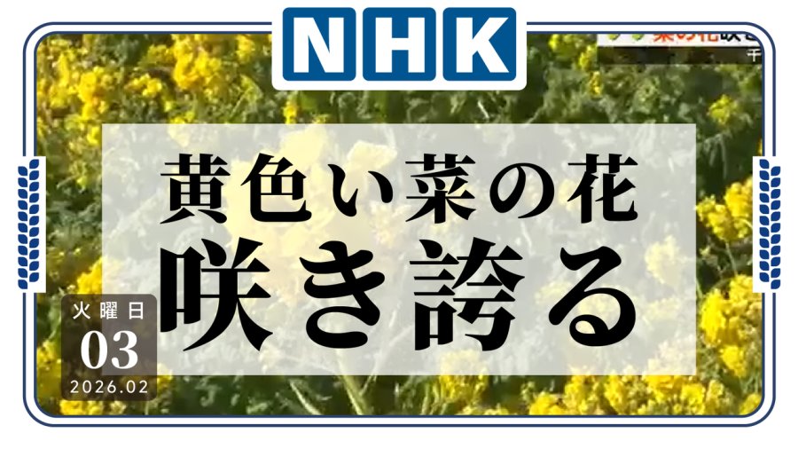 日语阅读 - 春天提前打卡！千叶鸭川万坪油菜花迎来盛放 - MOJi辞書