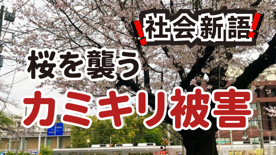 日语阅读 - 樱花面临生物危机｜肆虐的病虫害 - MOJi辞書