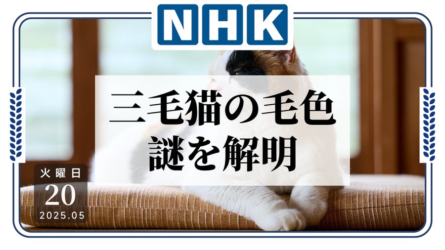 日语阅读 - 全是橘黑白有原因！日本研究团队解开三花猫毛色之谜 - MOJi辞書