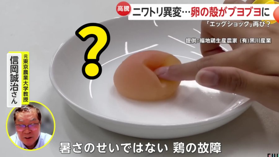 「🥚咋能软趴趴成这样捏？只因高温下母鸡产生压力没心思生蛋：“缺钙软蛋”是例外」-MOJi辞書