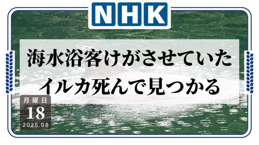 多次伤人的野生海豚被发现已死亡？