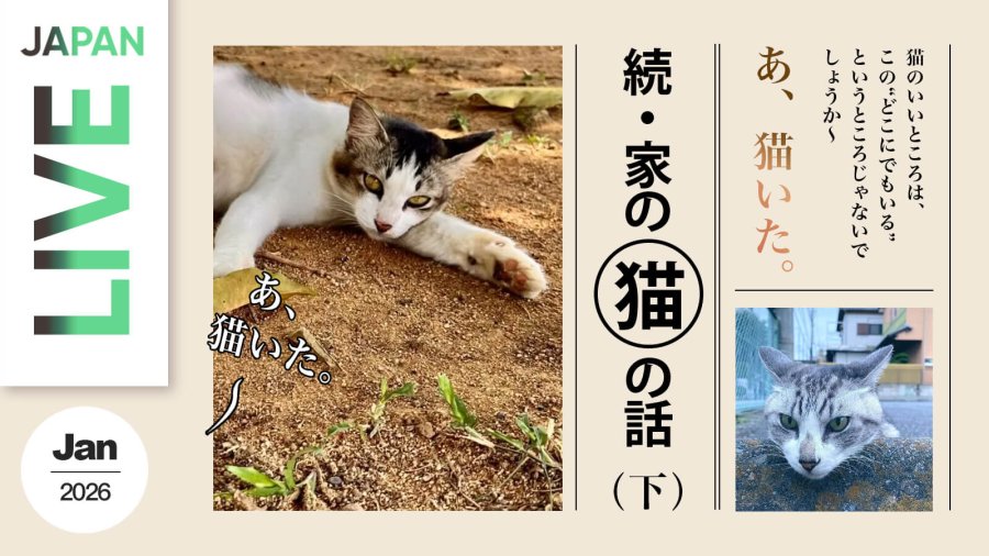 日语阅读 - （下）咱家的猫·续 | 在旅途街角，与“自由派”猫咪的可爱邂逅 - MOJi辞書