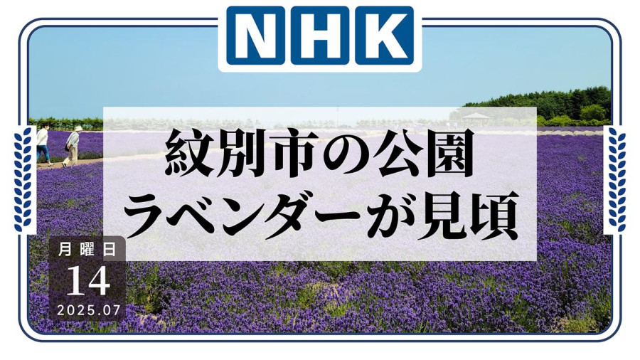 花香阵阵！北海道公园薰衣草正当时