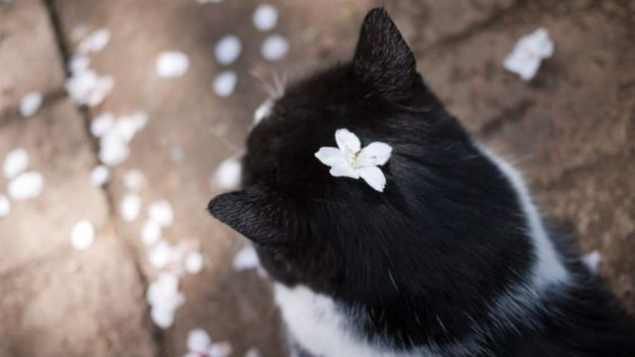 日语阅读 - のすたるぢやの青い猫 - 能登麻美子 - MOJi辞書