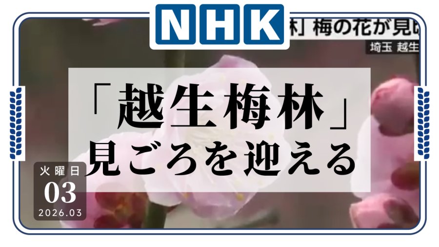 日语阅读 - 来一起赏梅啦！赏梅胜地“越生梅林”迎来最佳观赏期 - MOJi辞書