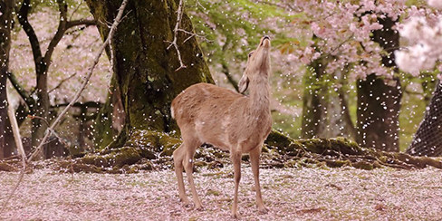 日语阅读 - 「お使いいただけます」の意味と敬語、使い方、言い換えを例文つきで解説 - MOJi辞書