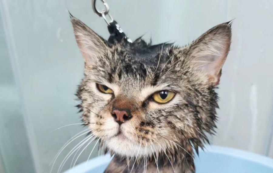 「注音2.0专用!」-MOJi辞書